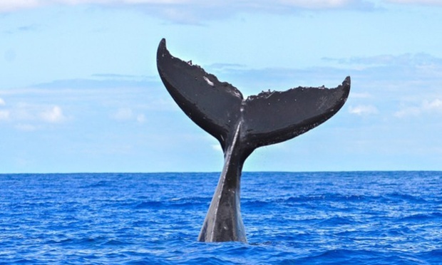 What to expect media