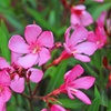 Image 1: Nerium Oleander - Pink, Red or White - Potted Plants