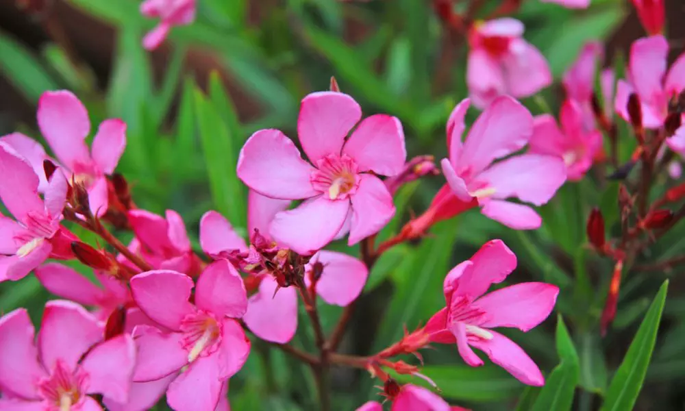 Nerium Oleander - Pink, Red or White - Potted Plants - Primary Image