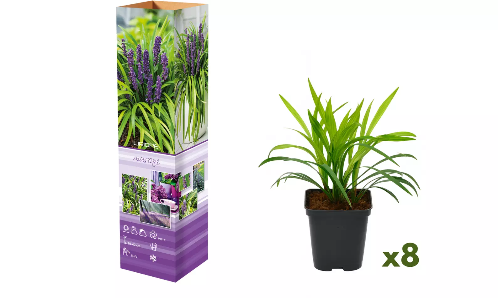 4x oder 8x Liliengras
