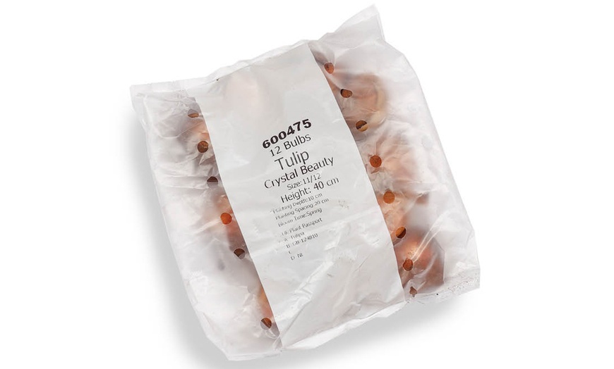 Image 3: 12 or 24 Tulip 'Crystal Beauty' Spring Flowering Bulbs