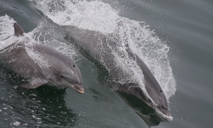 Image 7: 3-Hour Whale, Dolphin & Bird Trip - Experience Nature Close Up! 