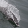 Image 14: Up to 30% Off Whale and Dolphin Watching at Starlight Fleet