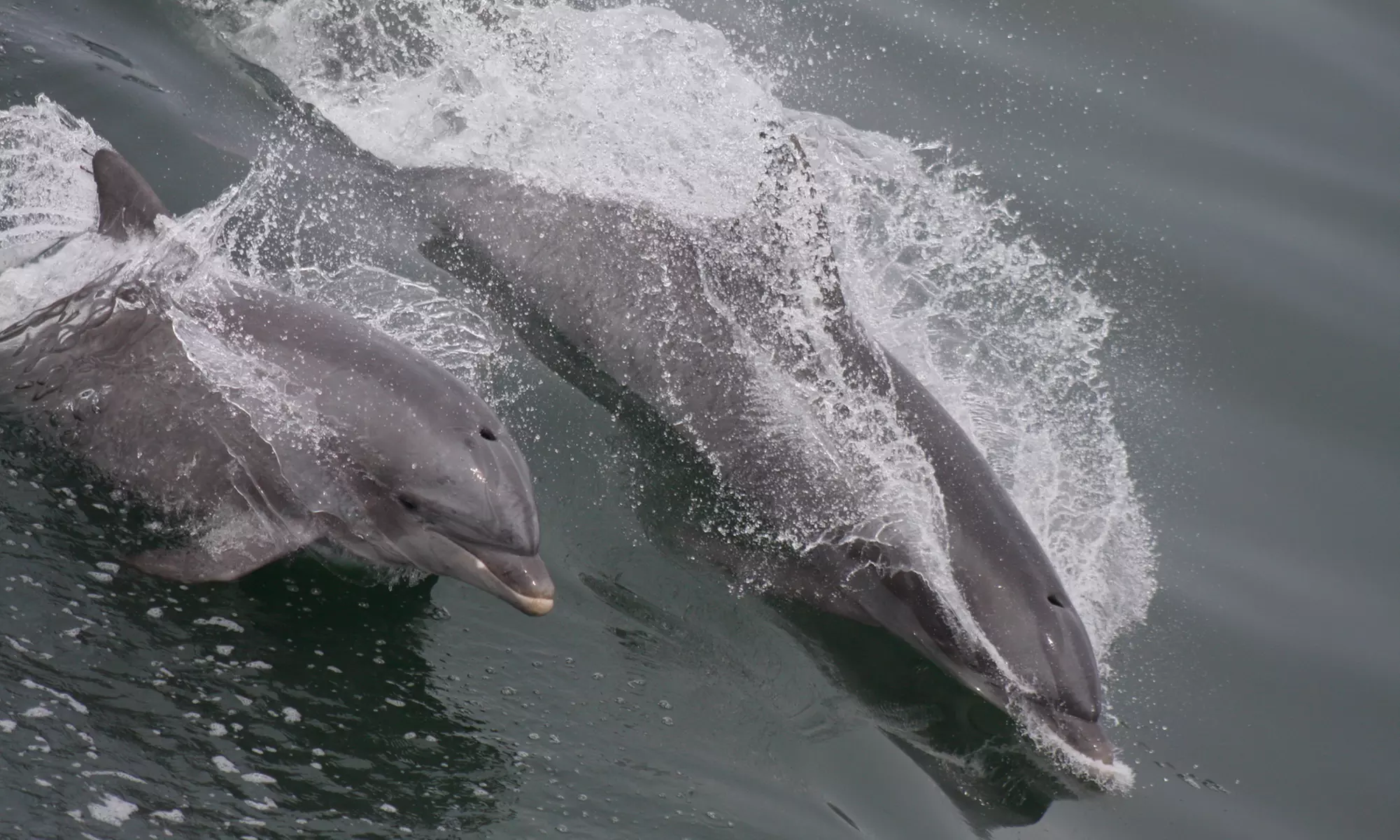 3-Hour Whale, Dolphin & Bird Trip - Experience Nature Close Up! 