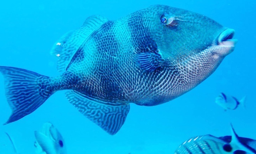 Image 4: Bautismo de buceo con inmersión en el mar durante 45 minutos