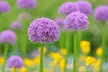 Giant Purple Ornamental Allium Flowers (3, 6, and 12 Bulbs with Planting Tool) - Second Medium