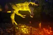 Admission to the Annual Dinos in the Dark Halloween Event; For All Ages w/ Trick-or-Treating or Haunted Trail - Second Medium