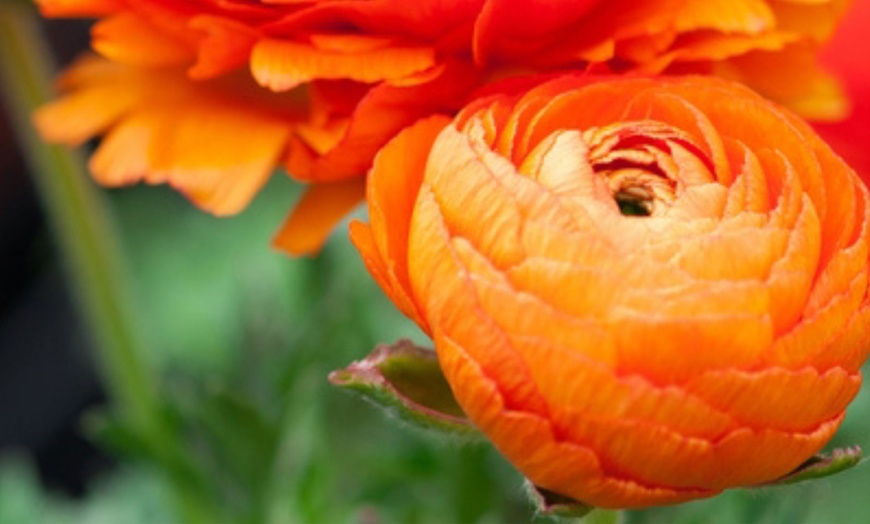 Image 2:  80 bulbes de Ranunculus en coloris mixte