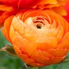 Image 2:  80 bulbes de Ranunculus en coloris mixte