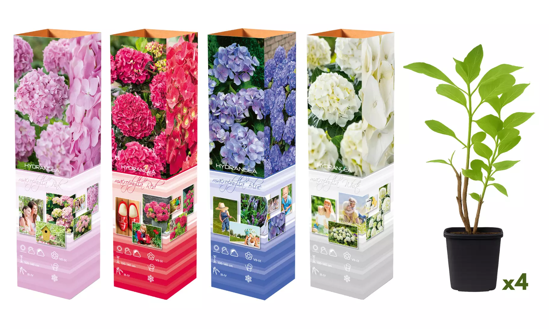 4x oder 8x Hortensien-Mix