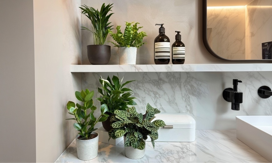 Image 1: 5 plantas purificadoras del aire