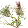 Image 4: 5er- oder 10er-Mix Luftpflanze „Tillandsia“