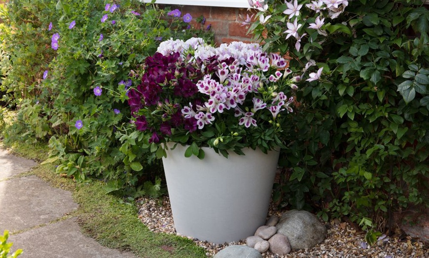 Image 11: Summer Flowering Alstroemeria Collections