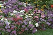 15 or 30 Phlox Pop Stars Plug Plants - Image 6