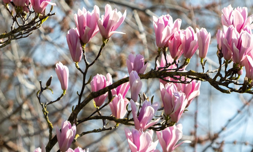 Image 5: 3er-Set Stern-Magnolien, Tulpen-Magnolie oder Magnolie „Susan