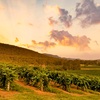 Image 4: Dive Into Flavours with Wine or Reserve Wine Tasting in Hunter Valley!