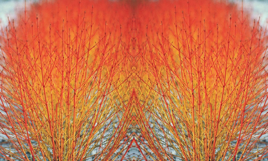 Image 6: Winter Hardy Shrubs - Cornus, Winter Jasmine - Sweet Box