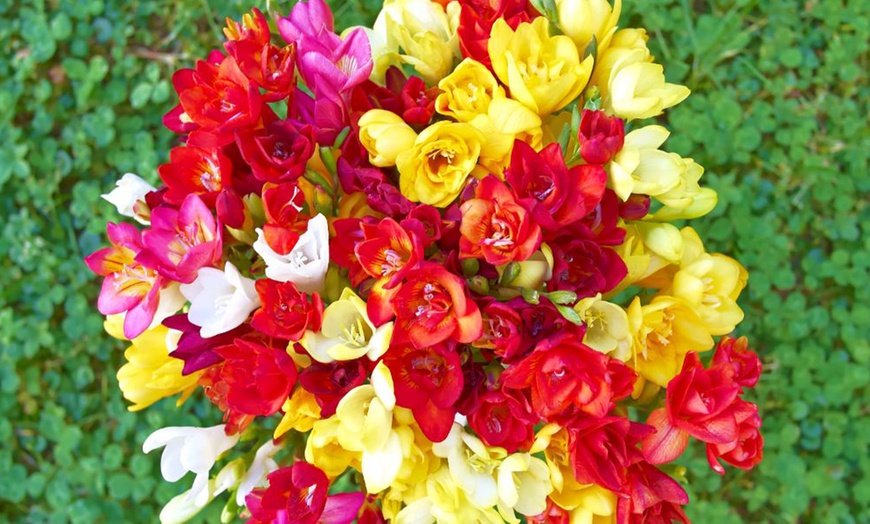 Image 3: Fragrant Freesia Double or Single - up to 200 bulbs
