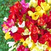 Image 3: Fragrant Freesia Double or Single - up to 200 bulbs
