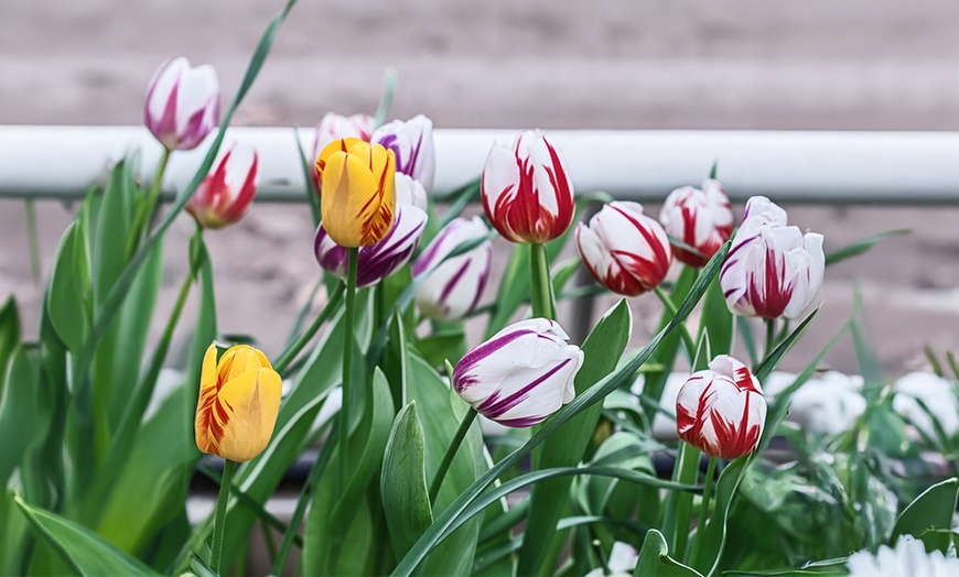 Image 1: 15 or 30 Tulip Rembrandt Mix Bulbs