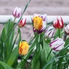 Image 1: 15 or 30 Tulip Rembrandt Mix Bulbs