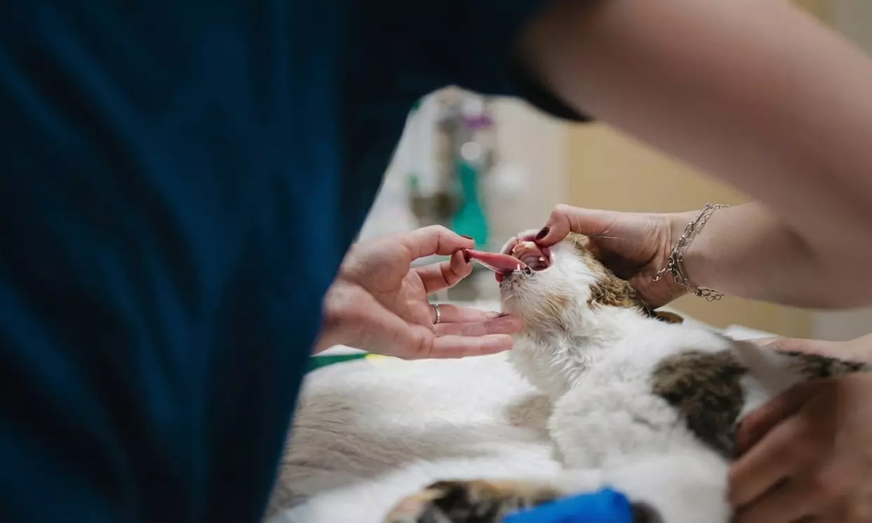 Pack vacunación perro y gato: rabia, primera cachorro y polivalente