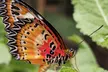 Family Fun Awaits: Entry Tickets to the Sussex Butterfly Gardens- Multiple Options Available. Save Up to 46% - Second Medium