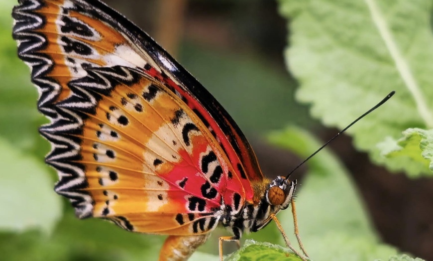 Image 2: Create Memories with the Entry Tickets to the Sussex Butterfly Gardens