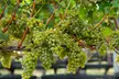 VIP Wine Tasting Experience with Cheese & Crackers for Two / Four People at Duck Walk Vineyards (Up to 36% Off) - Second Medium