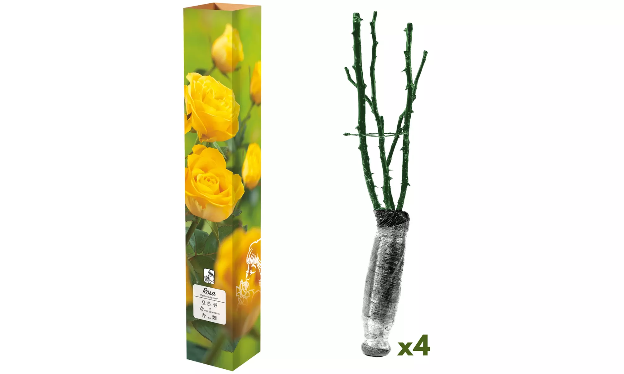 Set van 4 grootbloemige rozen van het