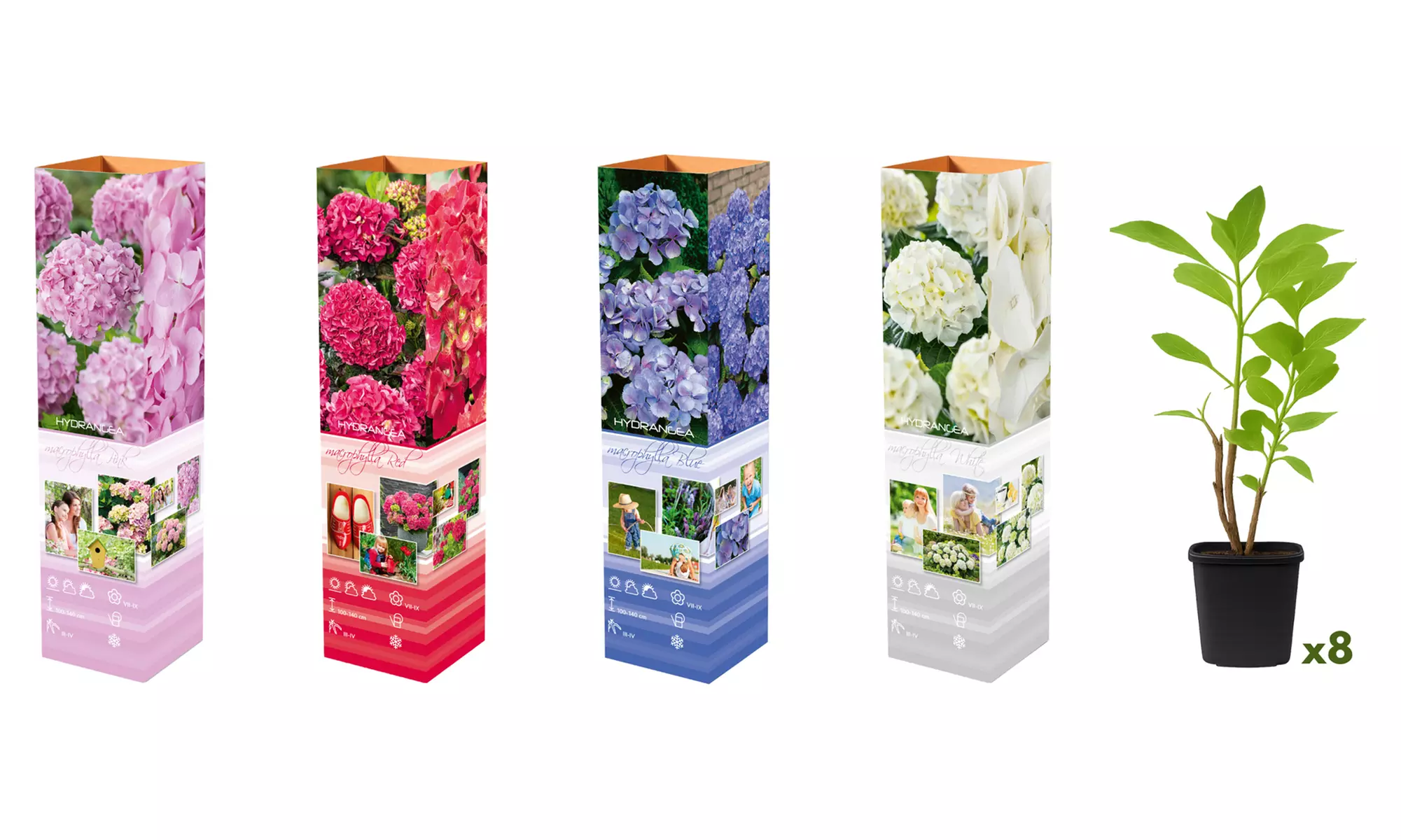 1 o 2 set da 4 Ortensie Macrophylla miste, disponibili in 4 colori - Image 4