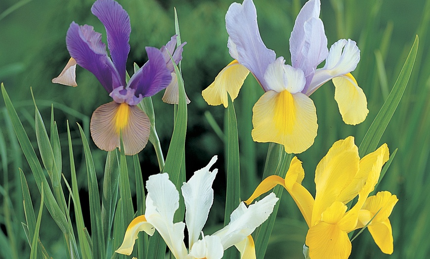 Image 2: 75 or 150 Dutch Iris Mixed Spring Flowering Bulbs