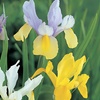 Image 2: 75 or 150 Dutch Iris Mixed Spring Flowering Bulbs