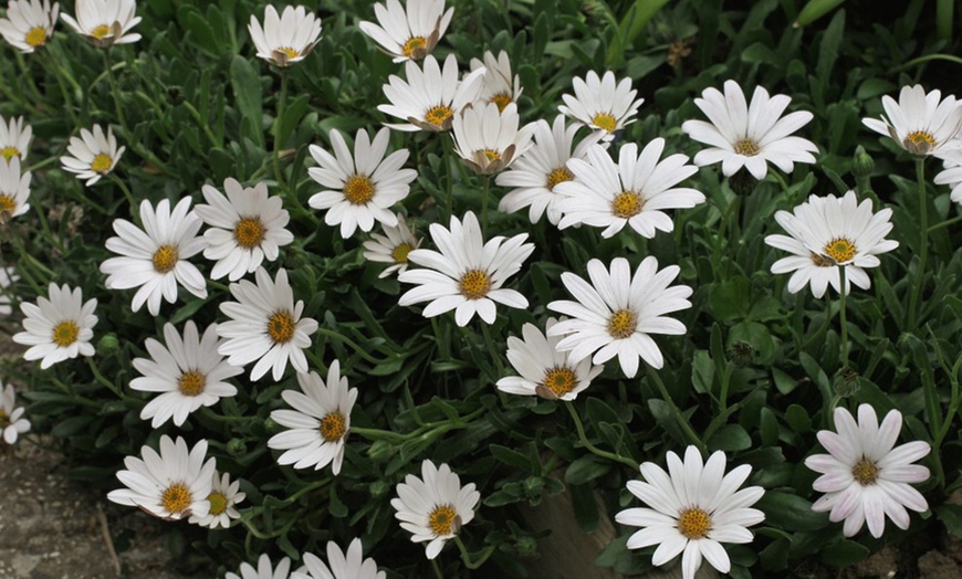 Image 5: Osteospermum Hardy Snow Pixie, Tresco Purple or Collection