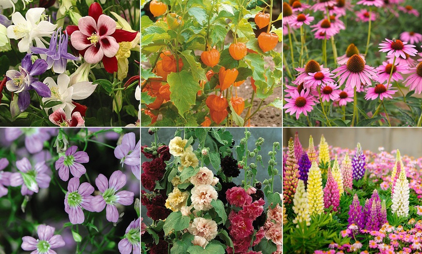 Image 1: Up to 36 Potted Cottage Garden Perennial Plants