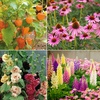 Image 1: Up to 36 Potted Cottage Garden Perennial Plants