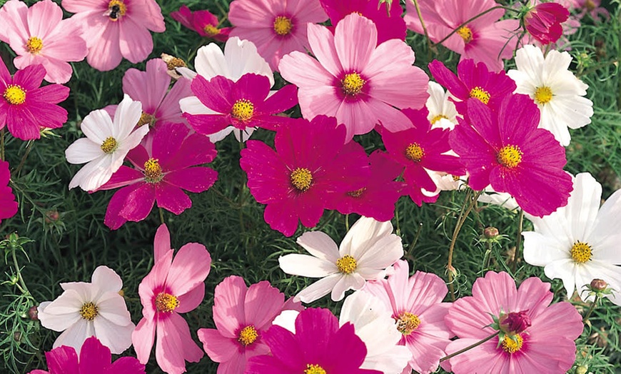 Image 3: 10 or 20 Cosmos Sonata Mixed Plants