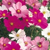 Image 3: 10 or 20 Cosmos Sonata Mixed Plants
