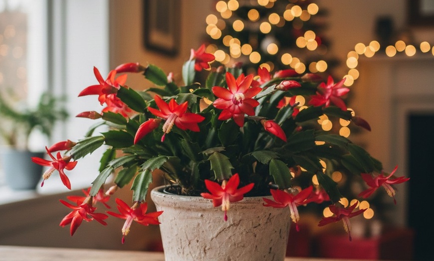 Image 1: 4" and 6" Christmas Cactus in Red and White with Free Shipping