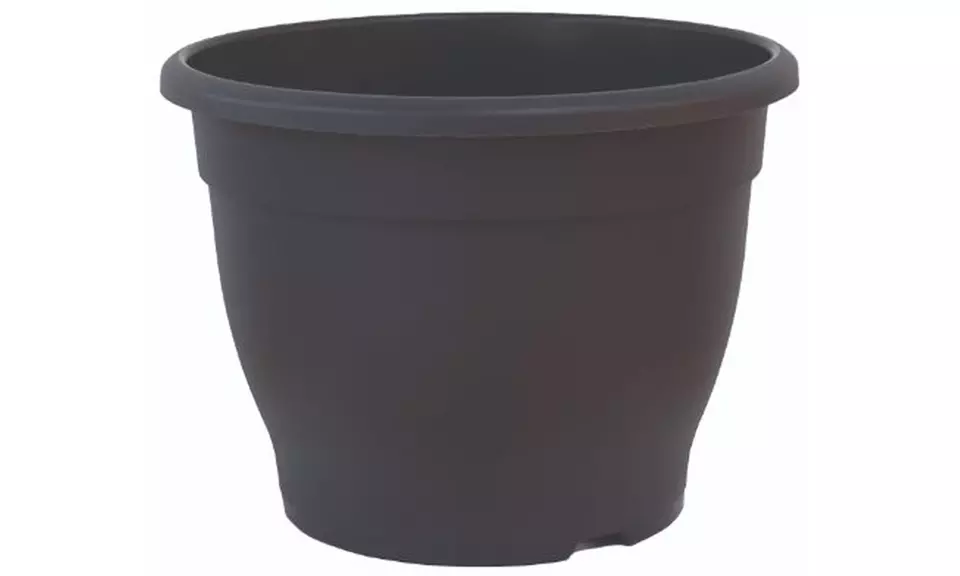 Olive Standard Tree – 1 or 2 Plants with Optional Patio Pot