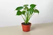 Monstera Split Leaf in 2",4",6",8", and 10" Sizes with Free Shipping - Indoor and Outdoor Plants (Up to 24% Off) - Second Medium