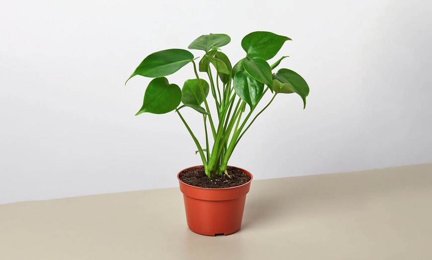 Image 3: Monstera Split Leaf from House Plant Shop with Free Shipping (Up to 15% Off)