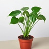 Image 3: Monstera Split Leaf in 4",6",8", and 10" Sizes with Free Shipping (Up to 15% Off)