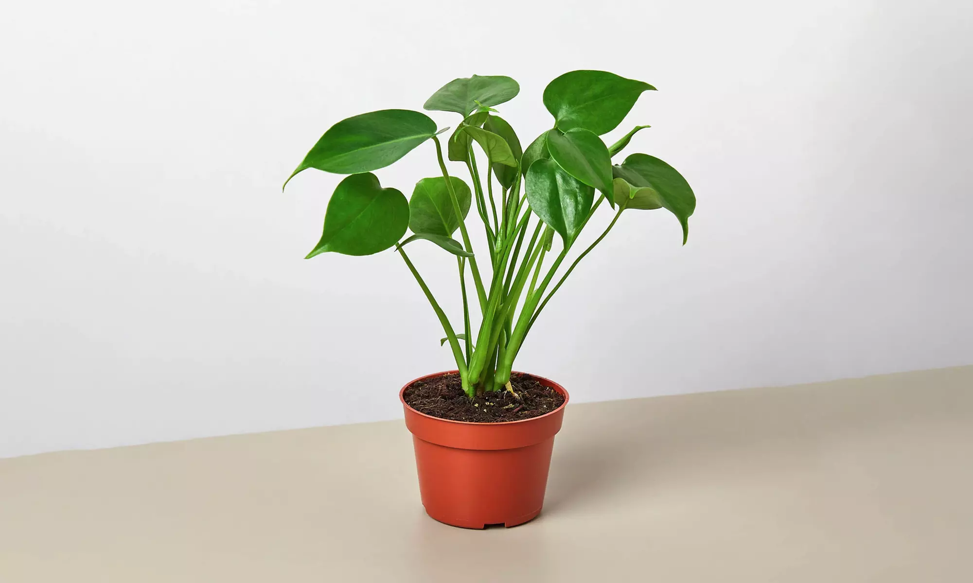 Monstera Split Leaf from House Plant Shop with Free Shipping (Up to 15% Off)