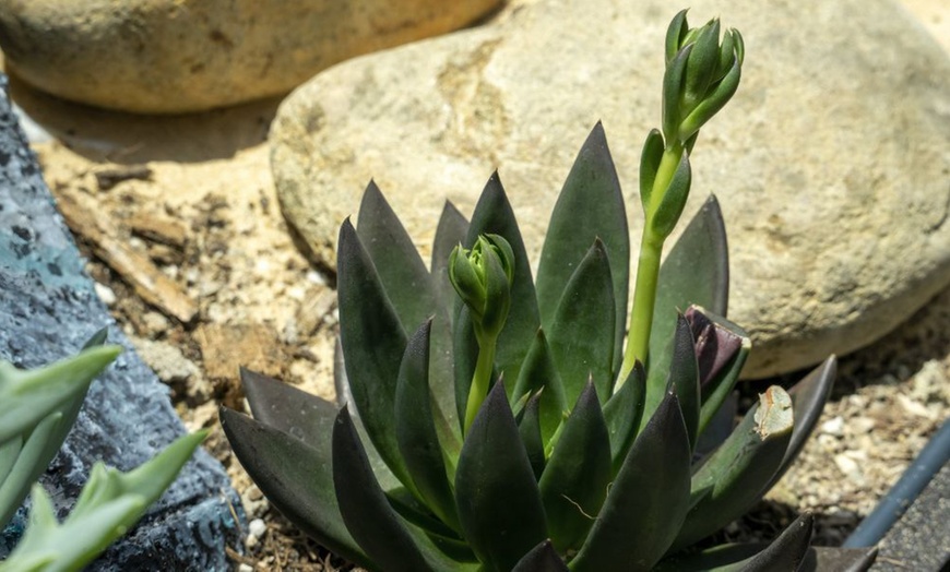 Image 3: 4 or 8 Echeveria Jumbo Plug Collections with Optional Bowl Planter