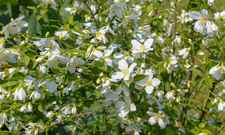 Image 7: Philadelphus Lemoinei Collection