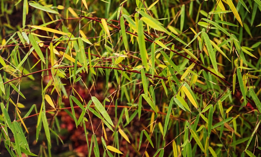 Image 13: Bambou Fargesia, non invasif