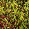 Image 13: Bambou Fargesia, non invasif