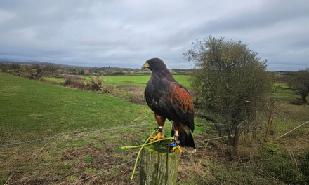 One Hour Hawk Walk for One - Tora's Falconry