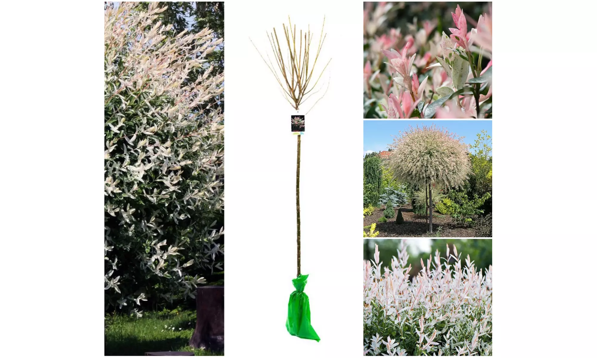 1, 2 of 4Salix integra 'Hakuro Nishiki' XXL boompjes voor in de tuin - Primary Image